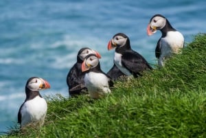 Circuit de 5 jours en petit groupe autour de l'Islande