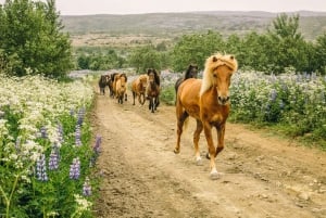 Icelandic Horse Riding Tour in Lava Fields