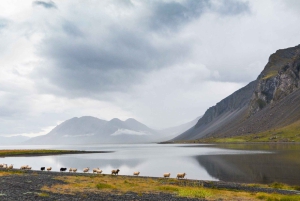 7-dagers tur for små grupper rundt Island