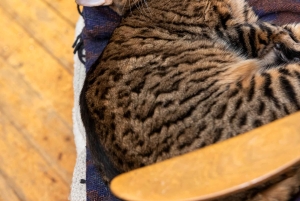 Combinaison privée Reykjavik Folklore & CatWalk