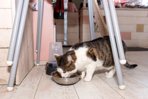 Combinaison privée Reykjavik Folklore & CatWalk