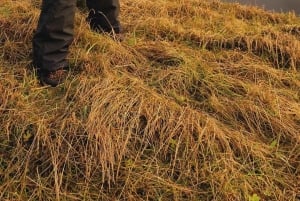 Private Tagestour an der Südküste mit Gletscherwanderung