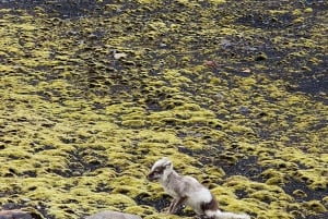 Private Day Tour South Coast with Katla Ice Cave(Optional)