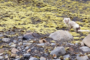 Private Day Tour South Coast with Katla Ice Cave(Optional)