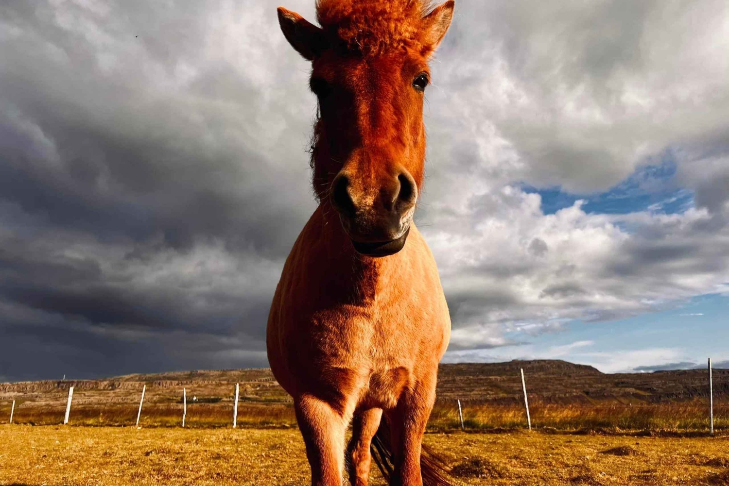 Privat gårdsopphold i vest og Snæfellsnes-eventyr