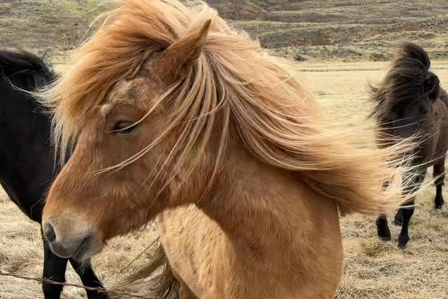 Privéboerderijbezoek in West-IJsland en Silver Circle-dagtour
