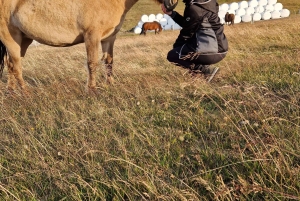 Privéboerderijbezoek in West-IJsland en Silver Circle-dagtour