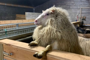 Privéboerderijbezoek in West-IJsland en Silver Circle-dagtour