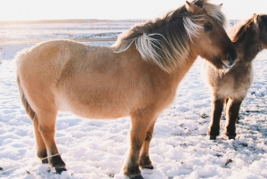 Private Golden Circle and Hvammsvik Hot Springs (Up to 8 p.)