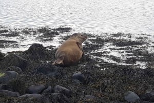 Tour privato della penisola di Snaefellsnes da Reykjavik