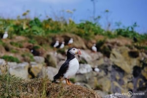 Isole Westman private con pulcinella di mare e beluga (Fino a 8 persone)