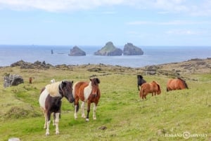 Isole Westman private con pulcinella di mare e beluga (Fino a 8 persone)