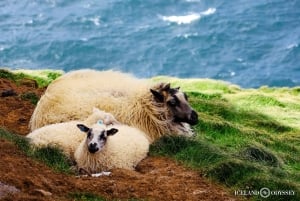 Isole Westman private con pulcinella di mare e beluga (Fino a 8 persone)