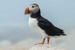 Reykjavik: Puffin Observation and Birdwatching Boat Tour