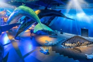 Reykjavik: 2 uur Noorderlicht per boot met back-up plan