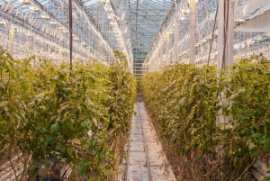 Reykjavik: 3-Day Golden Circle, South Coast & Blue Lagoon