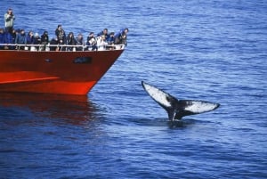 Reykjavik: 3-Hour Whale Watching Tour