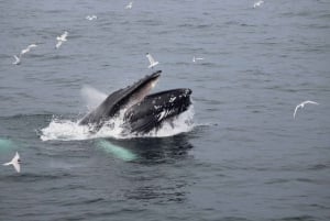 Reykjavik: Excursão de 3 horas para observação de baleias