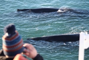 Reykjavik: 3-timers hvalsafari-tur
