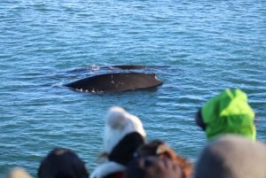 Reykjavik : 3 heures d'observation des baleines