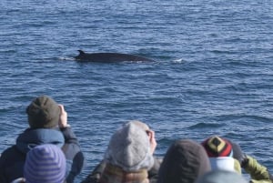 Reykjavik: 3-Hour Whale Watching Tour
