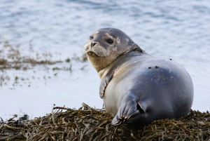 Reykjavik: 8-Day Iceland Ring Road Guided Small Group Tour