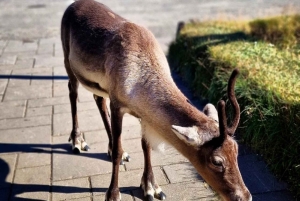 Reykjavik: 8-Day Iceland Ring Road Guided Small Group Tour