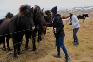 Reykjavik: Tour per piccoli gruppi di 8 giorni del Circolo d'Islanda Estate