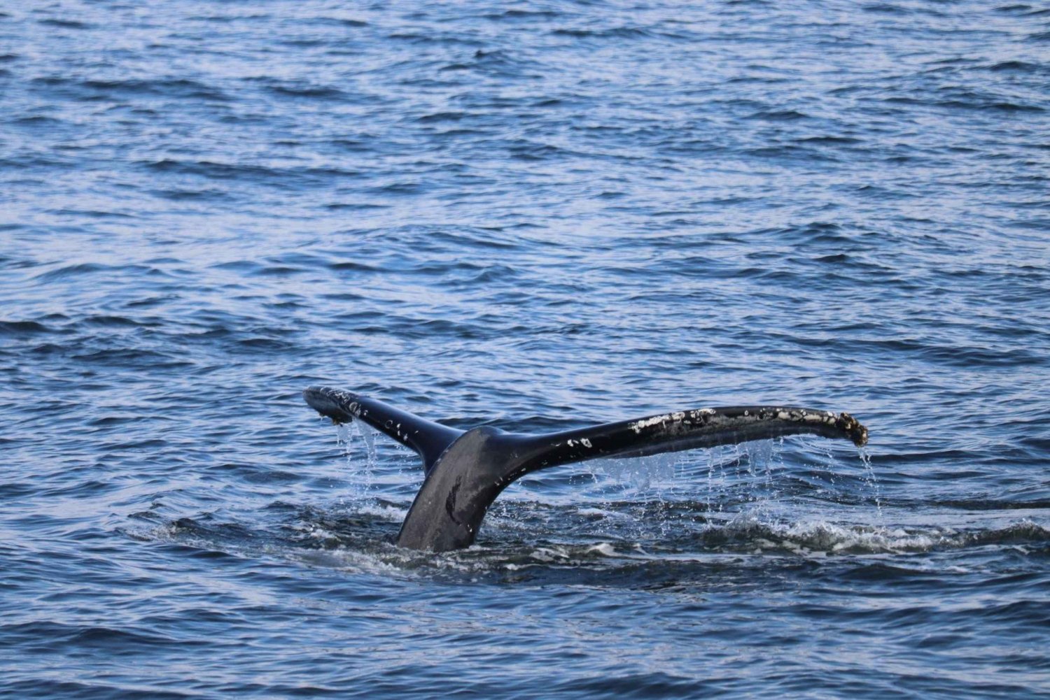 Reykjavik: 9pm Whale Watching Cruise in the Arctic Sun