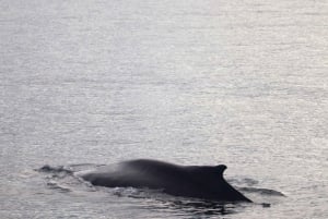 Reykjavik: 21:00 Rejs z obserwacją wielorybów w arktycznym słońcu