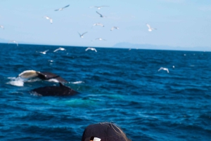 Reykjavik: 9pm Whale Watching Cruise in the Arctic Sun