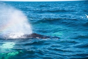 Reykjavik: 9pm Whale Watching Cruise in the Arctic Sun