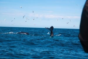 Reykjavik: 9pm Whale Watching Cruise in the Arctic Sun