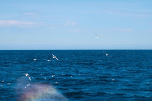 Reykjavik: 9pm Whale Watching Cruise in the Arctic Sun