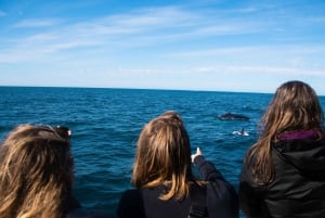 Reykjavik: 9pm Whale Watching Cruise in the Arctic Sun