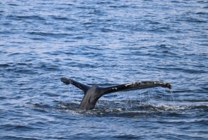 Reykjavik: 21.00 Hvalsafari i den arktiske sol