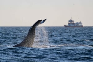 Reykjavik: Afternoon Whale Watching Super Saver