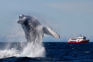Reykjavik: Afternoon Whale Watching Super Saver