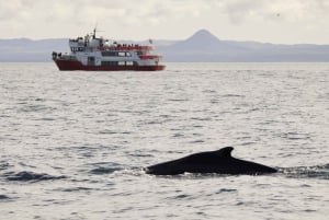 Reykjavik: Afternoon Whale Watching Super Saver