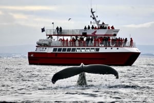 Reykjavik: Afternoon Whale Watching Super Saver