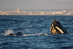 Reykjavik: Afternoon Whale Watching Super Saver