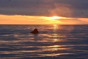 Reykjavik: Afternoon Whale Watching Super Saver