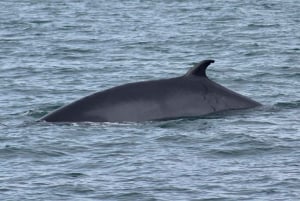 Reykjavik: Afternoon Whale Watching Super Saver