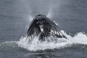 Reykjavik: Afternoon Whale Watching Super Saver