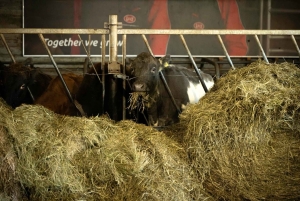 Reykjavík: Best of Golden Circle, Hidden Gems & Lava Tunnel