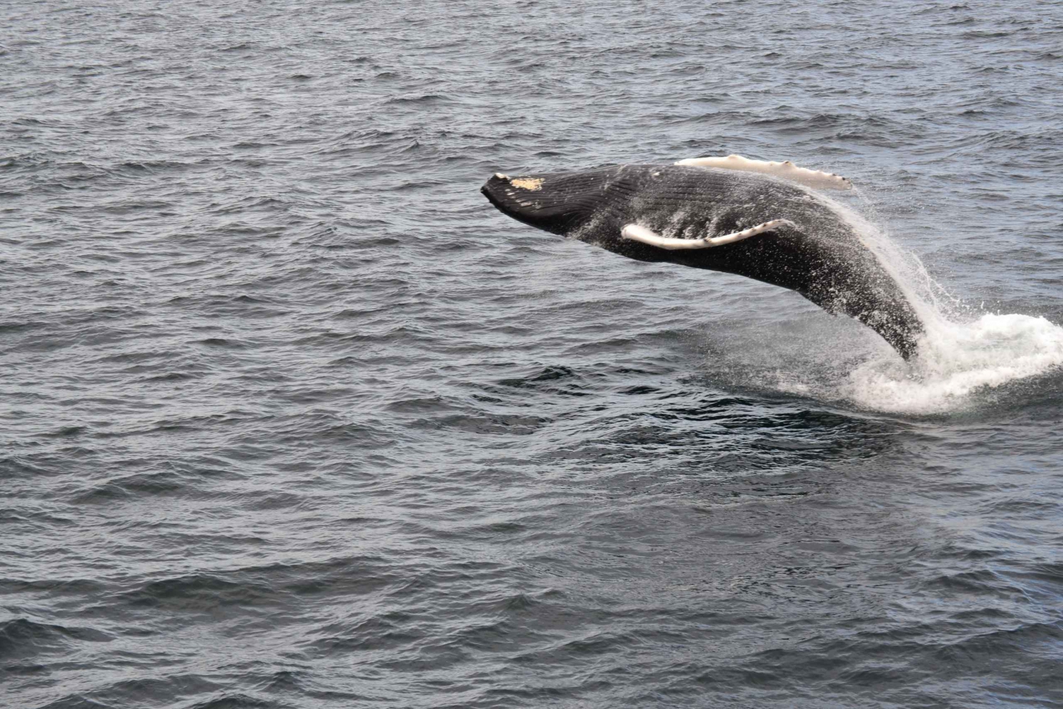 Reikiavik: tour en barco de avistamiento de ballenas con la mejor relación calidad-precio