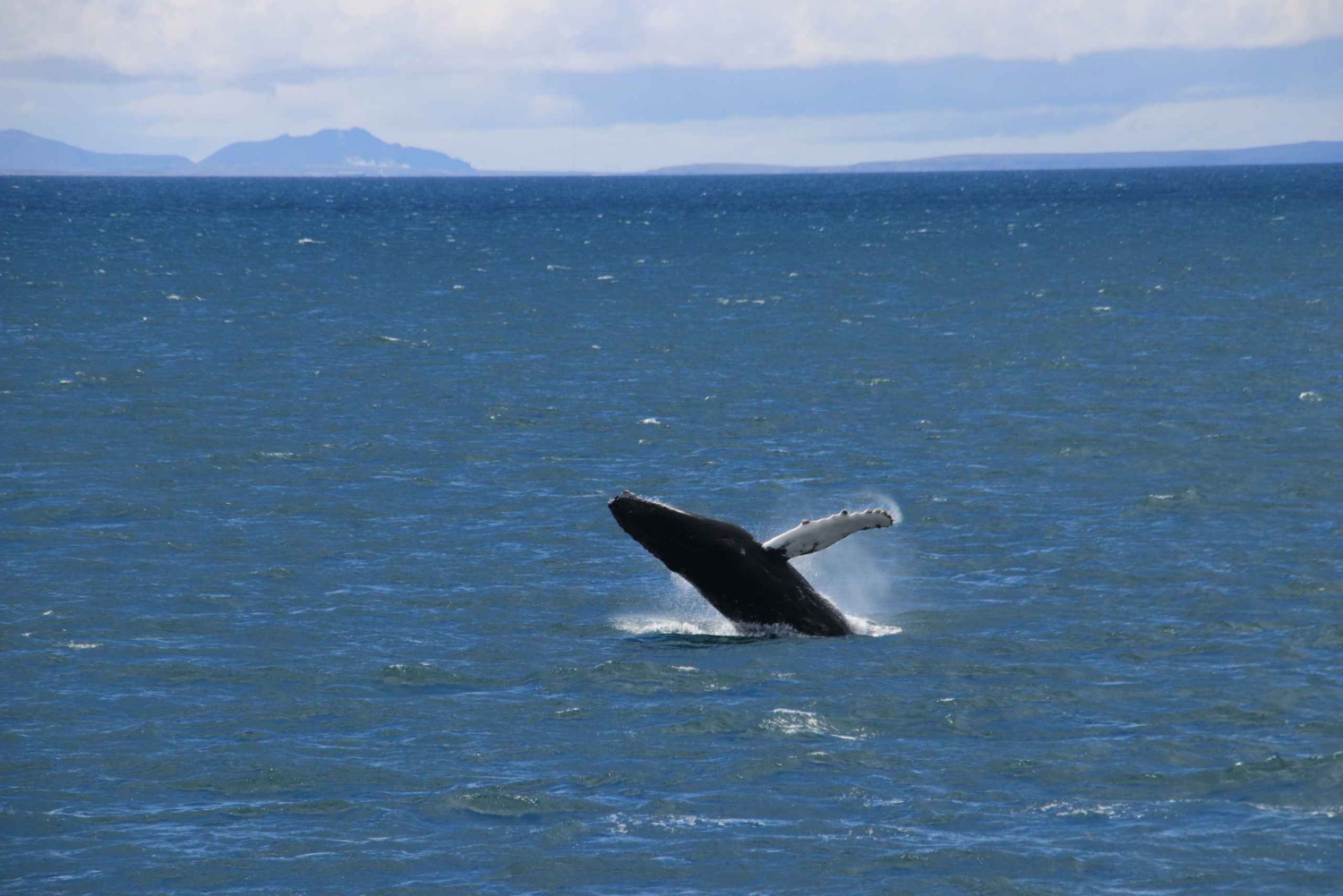 Reykjavik: Best Value Whale Watching Boat Tour