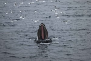 Reykjavik: wycieczka łodzią z obserwacją wielorybów w najlepszej cenie