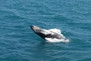 Reykjavik: Best Value Whale Watching Boat Tour