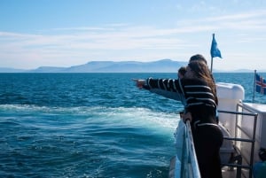 Reykjavik: Best Value Whale Watching Boat Tour
